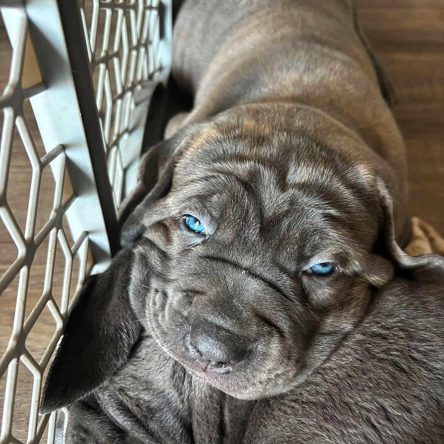 Thor joined the competition — help win amazing prizes! puppy, dog, blue_eyes, close_up, cuddling, playpen, fur, pet, adorable, sleepy, brown_fur, indoor, animal, cute, companion, young_dog, resting, snuggle, friendship, domestic_animal