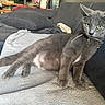animal, blanket, cat, couch, cozy, curious, domestic_animal, ears, feline, fur, gray_cat, green_eyes, home, indoor, living_room, pet, relaxed, resting, string, whiskers