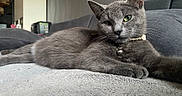 Bella participe au concours pour gagner de l'argent avec cette photo : animal, bell, blanket, cat, collar, couch, cozy, feline, fur, gray_cat, green_eyes, home, indoor, laying_down, mammal, paw, pet, relaxed, resting, whiskers