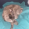 animal, blanket, cat, cozy, cuddle, cute, domestic, fur, indoor, kitten, mammal, mother, nest, newborn, pet, protective, resting, sleeping, teal, warm