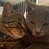 cat, tabby_cat, gray_cat, pets, indoor, closeup, feline, collar, snuggling, domestic_animal, animal_face, whiskers, ears, cute, mammal, companionship, cozy, relaxed, fur, home