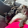 Xena participe au concours pour gagner de l'argent avec cette photo : dog, puppy, cat, gray_cat, black_dog, couch, blanket, indoor, pet, animal, resting, cozy, furniture, cute, companion, relaxed, paw, fur, home, friendship