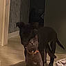 animal, canine, cat, close, collar, companion, dim_light, dog, domestic, feline, floor, hallway, home, indoor, pet, pet_bed, shadow, standing, wall, wood_floor
