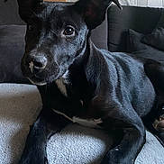 Xena a rejoint le concours — aidez-le/la à gagner de superbes lots ! dog, black_dog, pet, indoor, couch, fur, ears, nose, eyes, relaxed, lying_down, white_patch, home, furniture, cozy, carpet, animal, mammal, companion, portrait