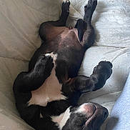 Xena participe au concours pour gagner de l'argent avec cette photo : dog, black_and_white, sleeping, relaxed, lying_down, paws_up, indoor, quilt, blanket, cozy, pet, canine, fur, resting, comfortable, cute, animal, domestic, nap, bed