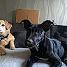 Xena participe au concours pour gagner de l'argent avec cette photo : dog, black_dog, golden_dog, couch, sofa, indoor, pet, animal, fur, face, ears, collar, living_room, carpet, box, wallpaper, home, relaxed, two_dogs, companions