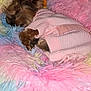 Porschia is registered to the contest to win money with this photo: dog, sleeping, pink_sweater, fluffy_bed, multicolor, pastel_colors, cozy, small_dog, indoors, cute, pet, resting, fur, blanket, soft_texture, animal, companion, cute_pet, relaxation, warm