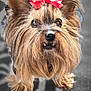 dog, yorkshire_terrier, pet, animal, cute, bow, red_bow, fur, close_up, portrait, eyes, nose, indoor, carpet, small_dog, fluffy, cute_face, whiskers, adorable, looking_at_camera