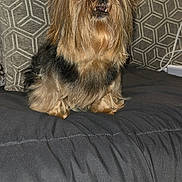 Porschia joined the competition — help win amazing prizes! dog, small_dog, fluffy, indoor, cushion, pillow, patterned_pillow, brown_fur, black_fur, pet, animal, sitting, couch, cozy, fur, face, ears, nose, mouth, eyes