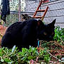Phoebe Abyss joined the competition — help win amazing prizes! black_cat, cat, animal, pet, garden, greenery, plants, outdoor, fence, ladder, backyard, curious, crouching, nature, fur, collar, wildlife, eyes, ground, daylight