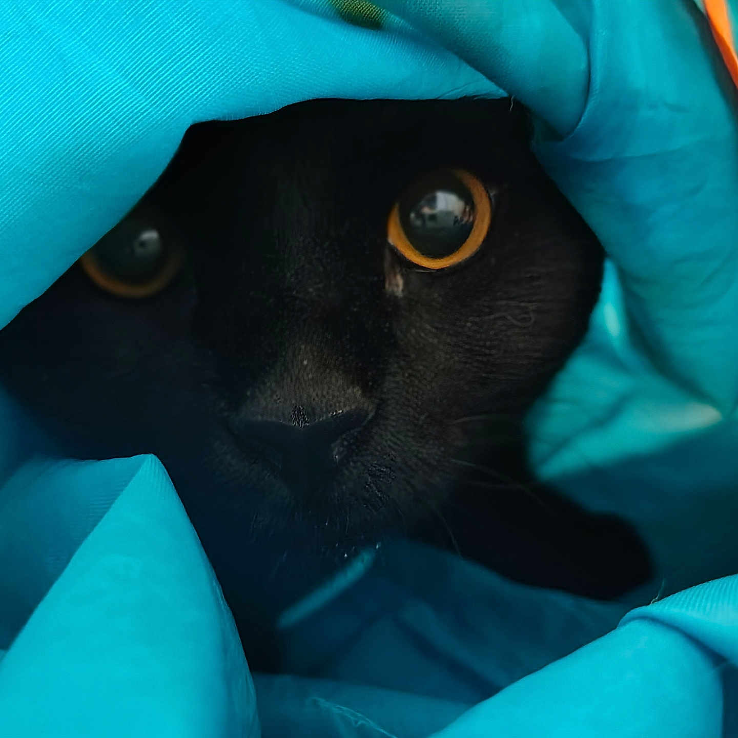 Phoebe Abyss joined the competition — help win amazing prizes! animal, black_cat, blue, cat, close_up, cozy, curious, dark, eyes, fabric, feline, hidden, indoor, pet, playful, portrait, soft, texture, tunnel, whiskers
