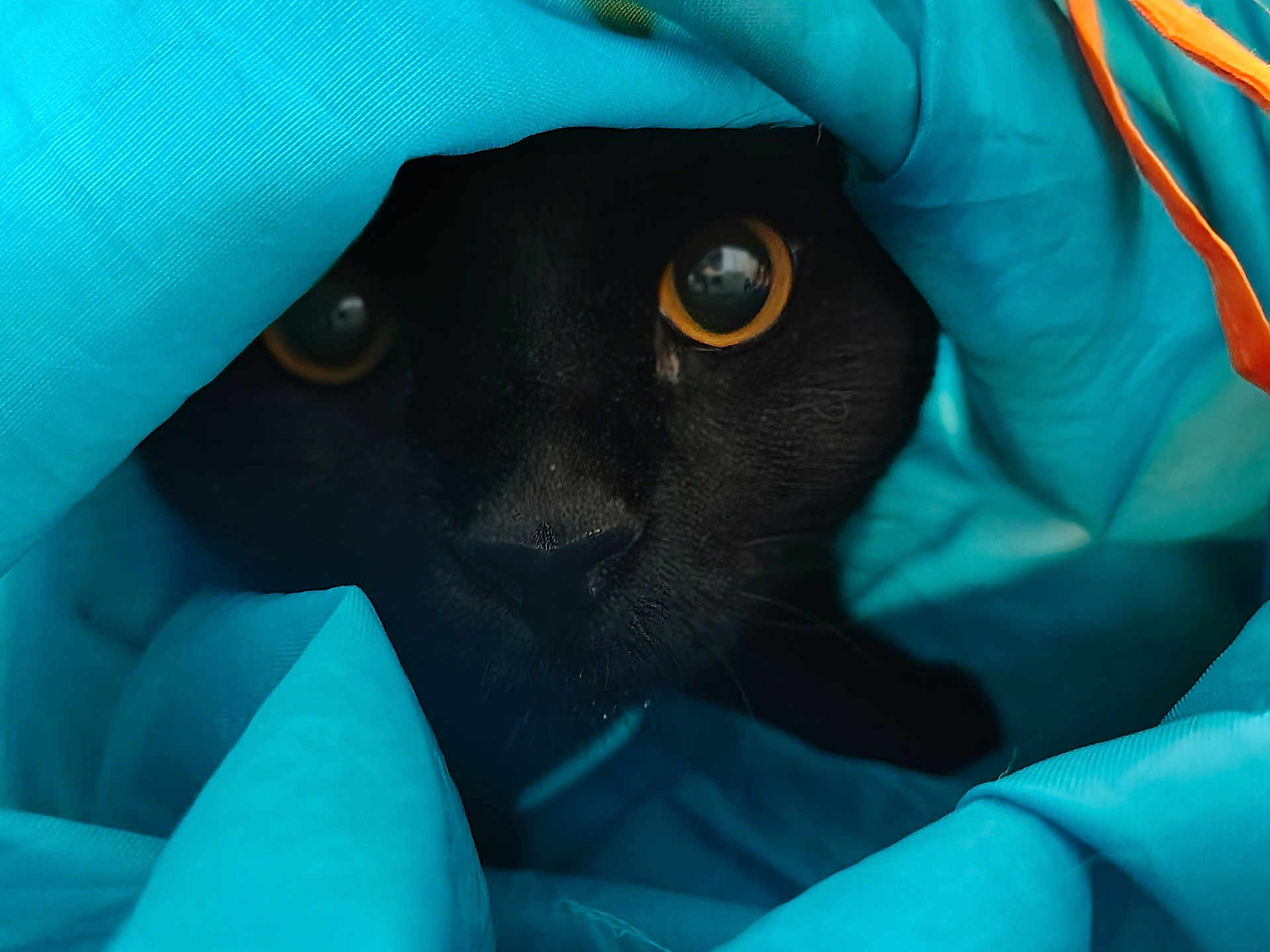 Phoebe Abyss joined the competition — help win amazing prizes! cat, black_cat, animal, pet, eyes, fabric, blue, texture, close_up, hidden, cozy, indoor, curious, whiskers, soft, tunnel, playful, dark, feline, portrait