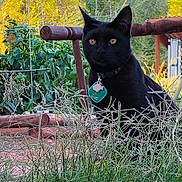Phoebe Abyss is registered to the contest to win money with this photo: black_cat, cat, outdoor, grass, garden, wooden_structure, greenery, sunlight, plant, nature, pet, animal, feline, collar, tag, alert, sitting, daylight, closeup, background