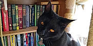 Phoebe Abyss joined the competition — help win amazing prizes! cat, black_cat, cat_tree, bookshelf, books, indoors, pet, animal, feline, curious, amber_eyes, sitting, sunlight, fur, tilted_head, shelf, reading_material, home, cozy, tag