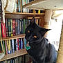 cat, black_cat, cat_tree, bookshelf, books, indoors, pet, animal, feline, curious, amber_eyes, sitting, sunlight, fur, tilted_head, shelf, reading_material, home, cozy, tag