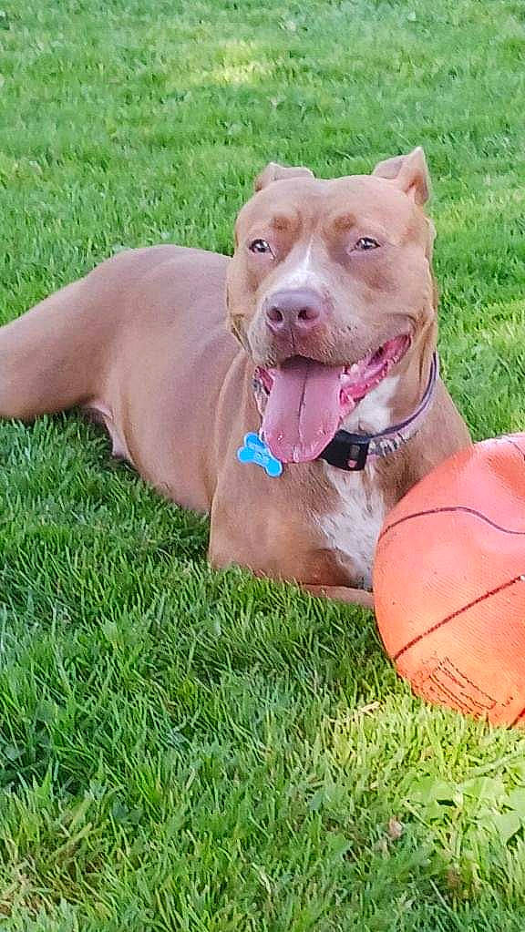 Tiela is registered to the contest to win money with this photo: ball, carnivore, collar, companion_dog, dog, dog_breed, dog_collar, dog_supply, fashion_accessory, fawn, grass, leash, liver, pet_supply, snout, sporting_group, sports_equipment, sports_toy, terrestrial_animal, working_animal