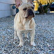 Kilo is registered to the contest to win money with this photo: french_bulldog, dog, pet, outdoor, gravel, animal, ears, standing, mammal, canine, short_hair, alert, portrait, daylight, nature, house, background_blur, four_legs, snout, watchful