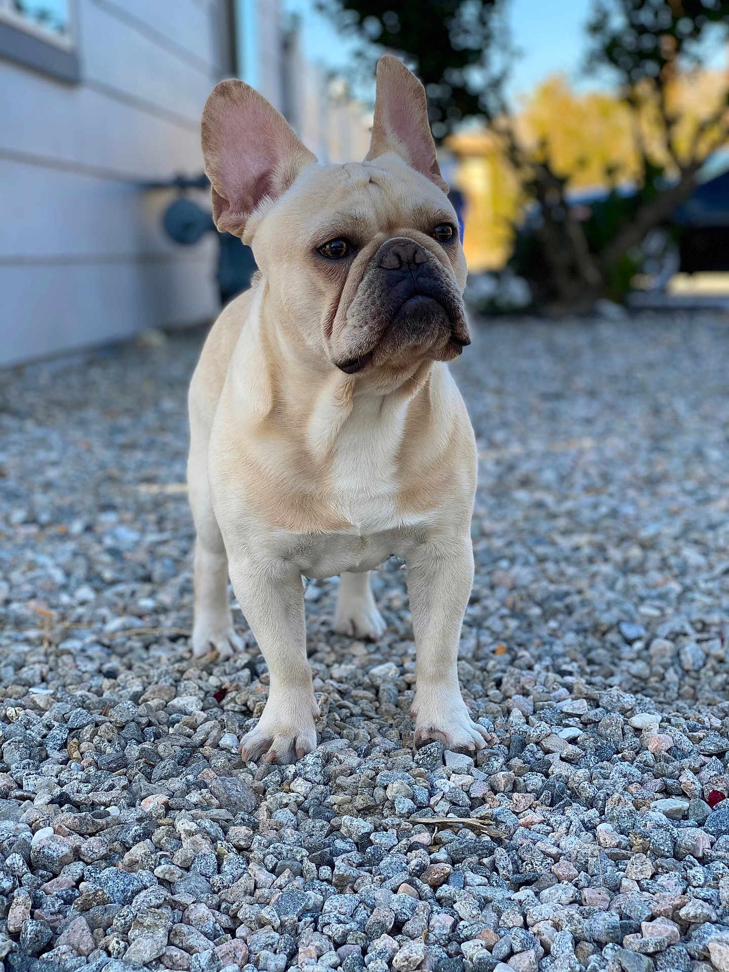 Kilo is registered to the contest to win money with this photo: french_bulldog, dog, pet, outdoor, gravel, animal, ears, standing, mammal, canine, short_hair, alert, portrait, daylight, nature, house, background_blur, four_legs, snout, watchful