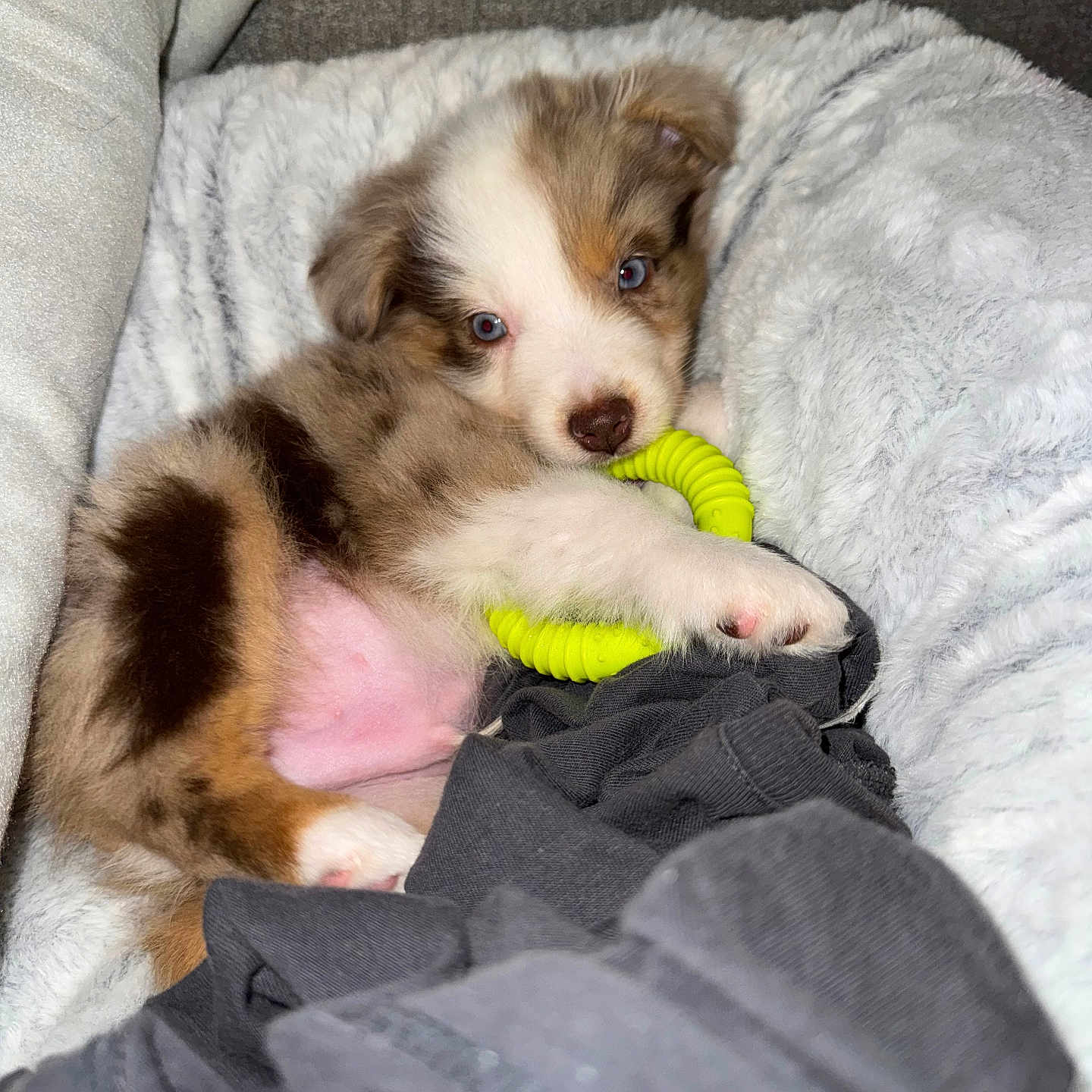 Aston a rejoint le concours — aidez-le/la à gagner de superbes lots ! animal, black, blanket, blue_eyes, brown, comfort, cozy, cute, dog, fluffy, fur, indoor, laying, pet, puppy, resting, soft, toy, white, young