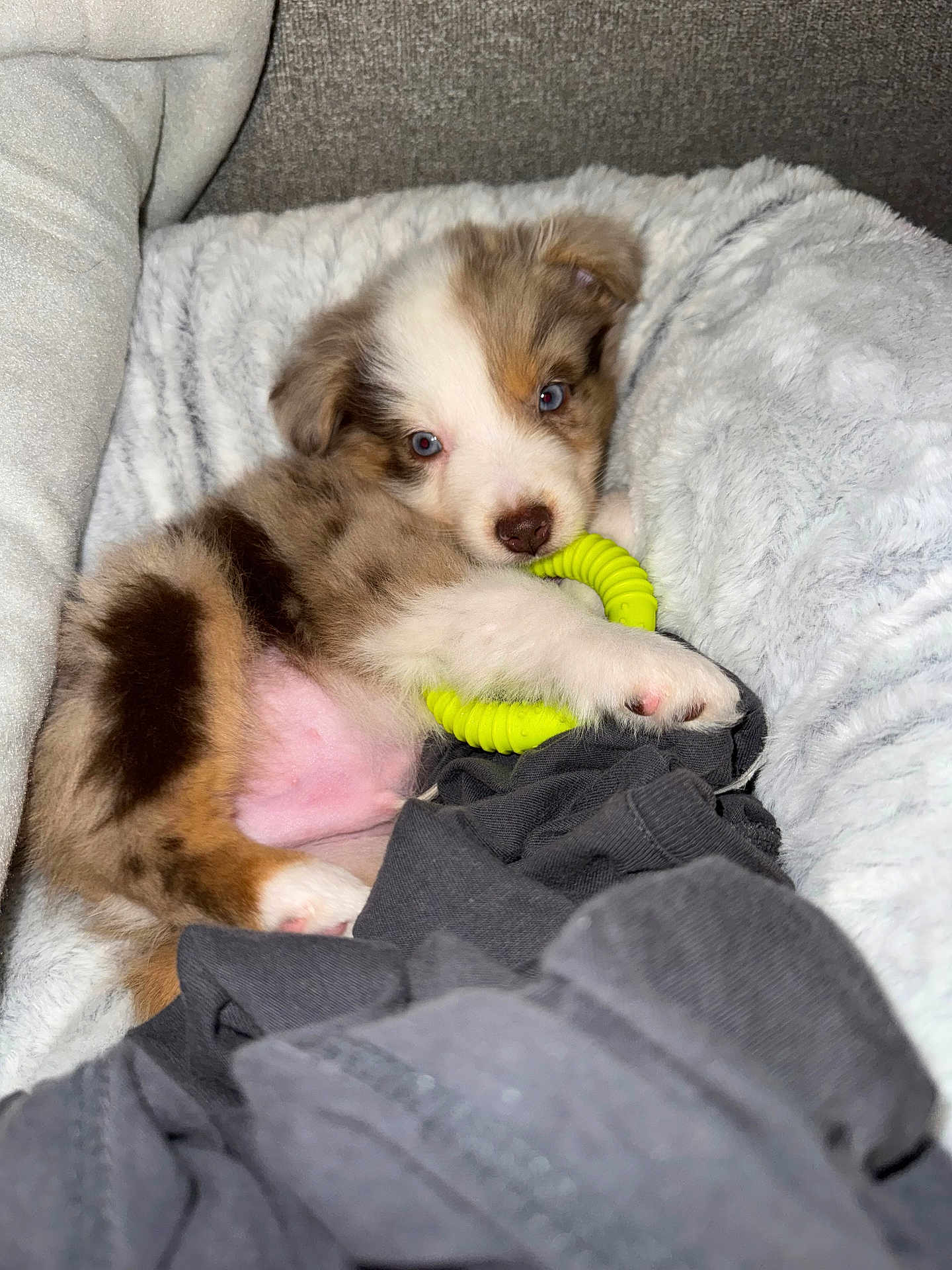 Aston a rejoint le concours — aidez-le/la à gagner de superbes lots ! puppy, dog, blue_eyes, fluffy, toy, blanket, soft, laying, cute, pet, fur, cozy, indoor, young, animal, comfort, resting, white, brown, black