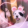 animal, black_and_white, casual, companion, cute, digital_effect, dog, filter, fun, fur, happy, heart, indoor, mouse_ears, person, pet, pink, portrait, smiling, table