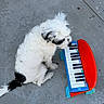 Abigochi joined the competition — help win amazing prizes! adorable, animal, black_fur, canine, colorful, concrete_floor, cute, dog, fur, musical_instrument, outdoor, pet, pet_toy, playful, puppy, sitting, small_dog, toy, toy_piano, white_fur