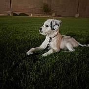 Abigochi is registered to the contest to win money with this photo: animal, black_spots, calm, canine, collar, dog, evening, grass, lawn, leash, night, outdoor, park, pet, quiet, resting, side_view, street_lamp, wall, white_dog