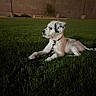 animal, black_spots, calm, canine, collar, dog, evening, grass, lawn, leash, night, outdoor, park, pet, quiet, resting, side_view, street_lamp, wall, white_dog
