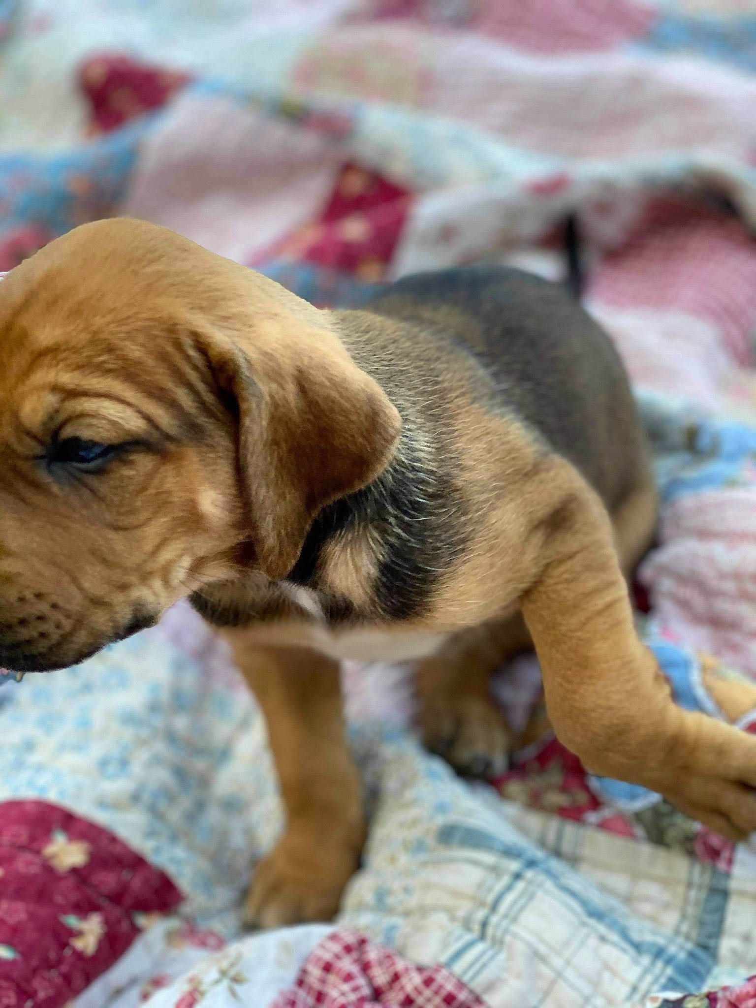 Navi joined the competition — help win amazing prizes! beagador, bloodhound, canidae, carnivore, companion_dog, dog, dog_breed, fawn, fila_brasileiro, mammal, puppy, rare_breed_dog, rhodesian_ridgeback, snout, vertebrate