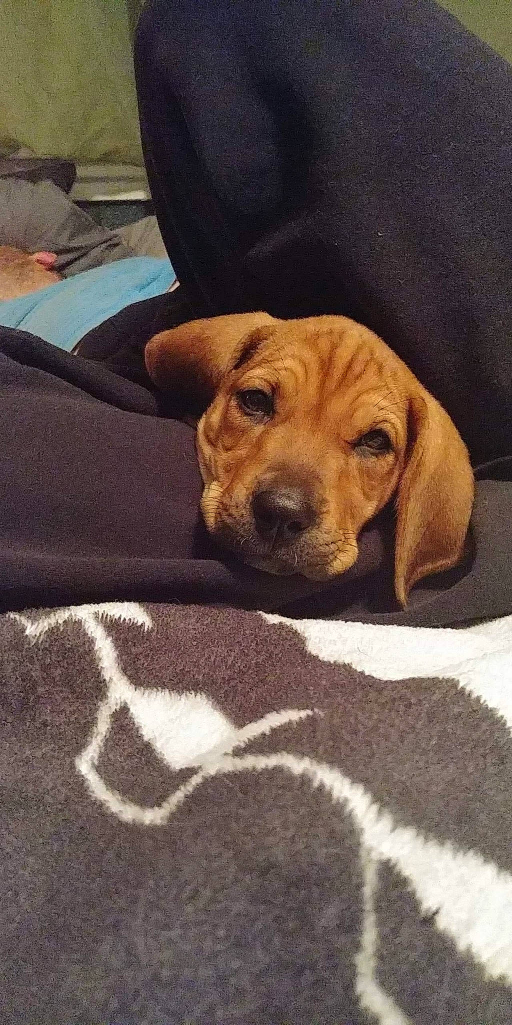 Navi joined the competition — help win amazing prizes! beagador, broholmer, canidae, caramel_color, carnivore, companion_dog, dog, dog_breed, fawn, mammal, puppy, rare_breed_dog, rhodesian_ridgeback, snout, sporting_group, vertebrate, vizsla