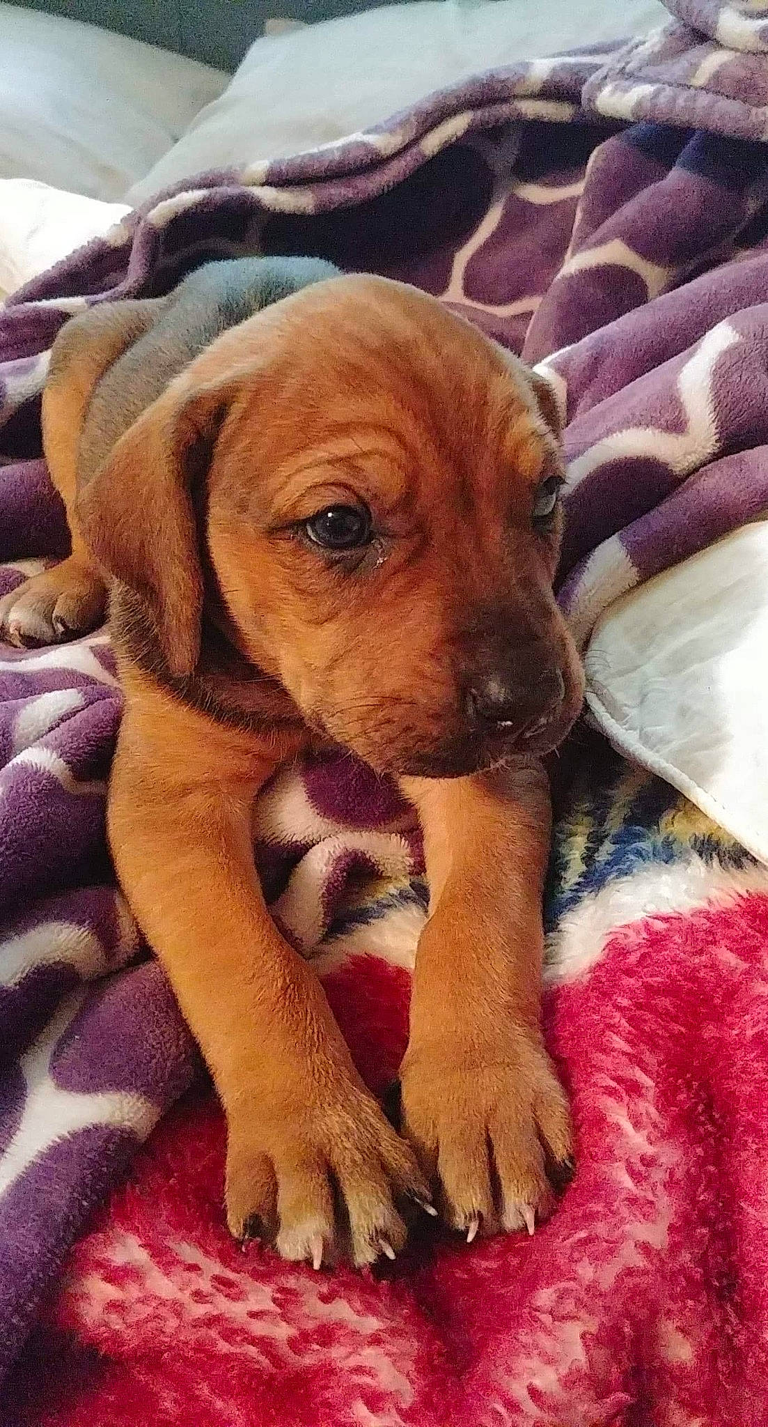 Navi joined the competition — help win amazing prizes! beagador, canidae, carnivore, companion_dog, dog, dog_breed, fawn, mammal, puppy, rare_breed_dog, rhodesian_ridgeback, snout, sporting_group, vertebrate, vizsla