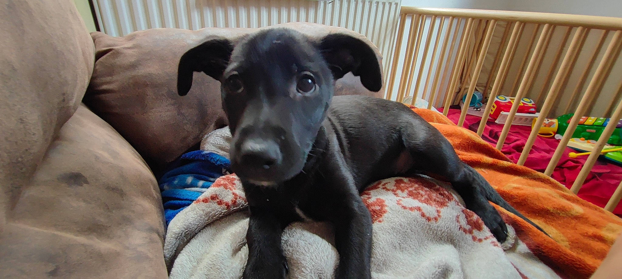 Maya participe au concours pour gagner de l'argent avec cette photo : borador, canidae, carnivore, chair, collar, comfort, companion_dog, dog, dog_breed, dog_supply, fawn, guard_dog, non_sporting_group, pet_supply, sighthound, snout, sporting_group, toy_dog, whiskers, working_animal