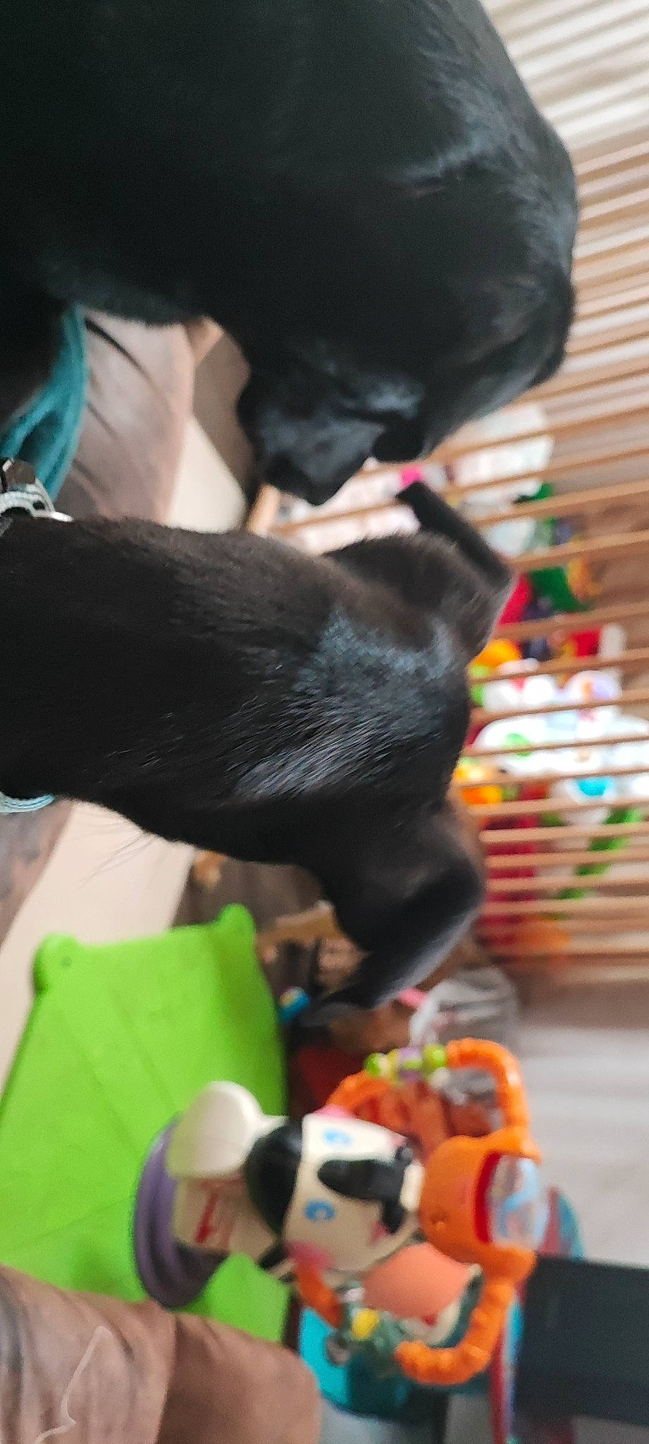 Maya participe au concours pour gagner de l'argent avec cette photo : carnivore, claw, comfort, companion_dog, dog, dog_breed, event, felidae, fur, room, small_to_medium_sized_cats, tail, toy