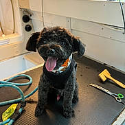 Beau joined the competition — help win amazing prizes! dog, black_dog, pet, grooming_table, scissors, brush, tongue_out, happy, indoor, rope, fur, animal, cute, small_dog, wearing_collar, looking_at_camera, sitting, well_groomed, playful, domestic_animal