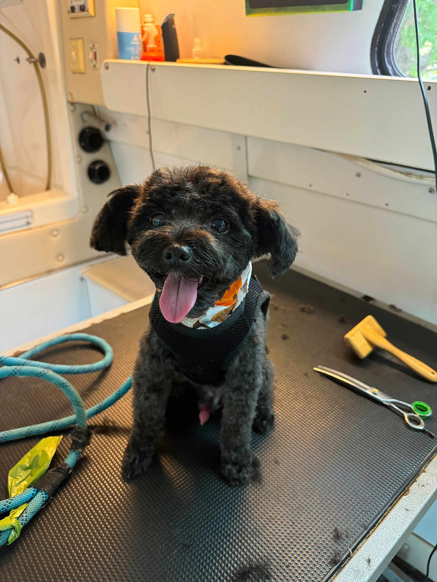 Beau joined the competition — help win amazing prizes! dog, black_dog, pet, grooming_table, scissors, brush, tongue_out, happy, indoor, rope, fur, animal, cute, small_dog, wearing_collar, looking_at_camera, sitting, well_groomed, playful, domestic_animal