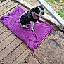 Haley May is registered to the contest to win money with this photo: dog, pet, sweater, purple_towel, wooden_porch, outdoor, grass, black_and_white, small_dog, seated, looking_up, animal, cozy, rustic, flooring, planks, casual, quiet, calm, cute