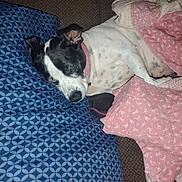Haley May joined the competition — help win amazing prizes! dog, sleeping, blanket, pillow, cozy, indoor, resting, black_and_white, pet, fur, relaxed, nap, quilt, pattern, couch, comfort, collar, animal, home, cute
