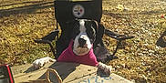 Haley May joined the competition — help win amazing prizes! dog, black_and_white, pink_sweater, chair, wooden_table, basket, treats, outdoor, yard, trees, sunny, leaf_litter, rustic_cabin, pet, animal, curious, daylight, nature, relaxing, canine
