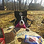 dog, black_and_white, pink_sweater, chair, wooden_table, basket, treats, outdoor, yard, trees, sunny, leaf_litter, rustic_cabin, pet, animal, curious, daylight, nature, relaxing, canine