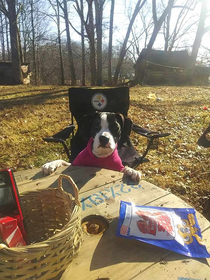 Haley May joined the competition — help win amazing prizes! dog, black_and_white, pink_sweater, chair, wooden_table, basket, treats, outdoor, yard, trees, sunny, leaf_litter, rustic_cabin, pet, animal, curious, daylight, nature, relaxing, canine