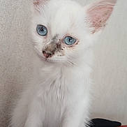 Blue participe au concours pour gagner de l'argent avec cette photo : kitten, cat, white_fur, blue_eyes, pet, animal, cute, young, indoor, fur, whiskers, ears, nose, curious, sitting, portrait, feline, small, domestic, red_surface