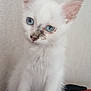 kitten, cat, white_fur, blue_eyes, pet, animal, cute, young, indoor, fur, whiskers, ears, nose, curious, sitting, portrait, feline, small, domestic, red_surface