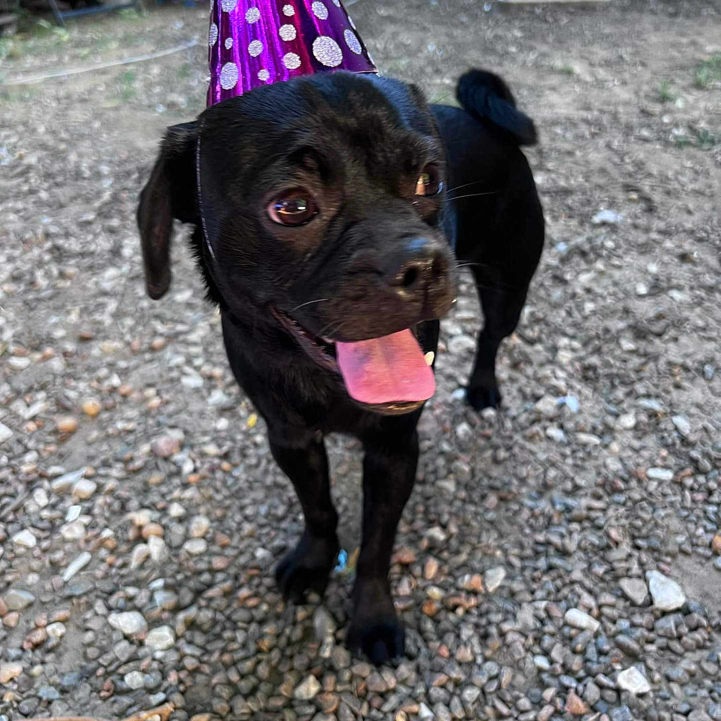 Opie is registered to the contest to win money with this photo: animal, canine, clothing, costume, dog, face, hat, head, partyhat, pebble, person, pet, photography, portrait, pug, puppy, purple, road, rock, soil