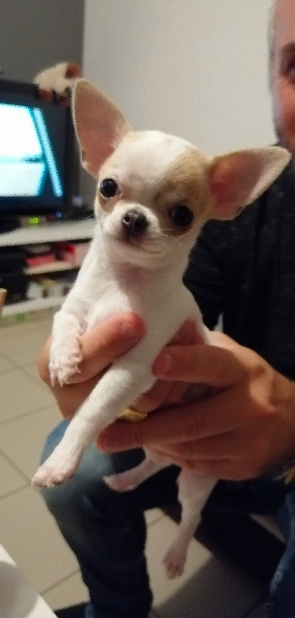 Roxy a rejoint le concours — aidez-le/la à gagner de superbes lots ! ancient_dog_breeds, canidae, carnivore, chihuahua, companion_dog, dog, dog_breed, ear, fawn, mammal, nose, puppy, skin, snout, toy_dog, vertebrate