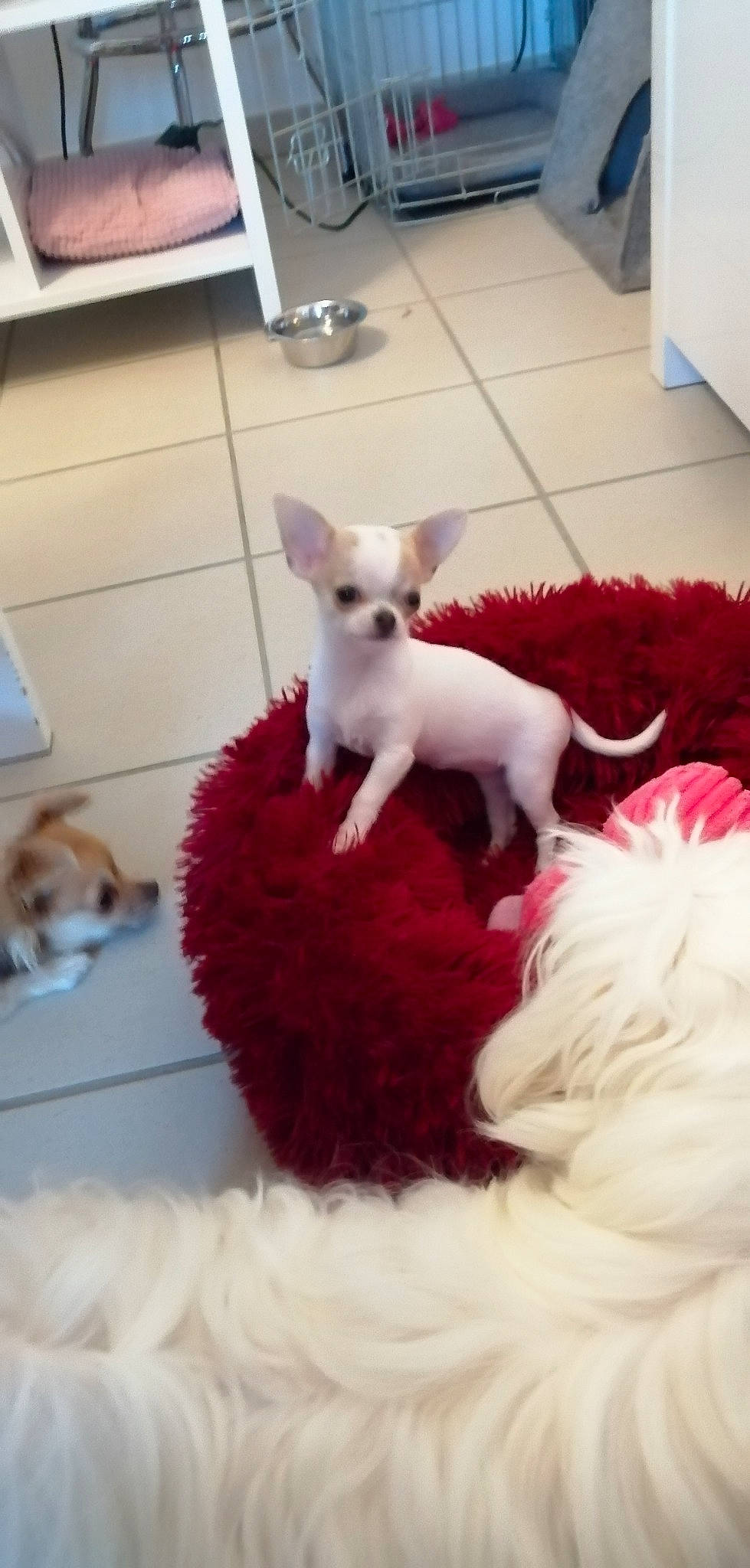 Roxy participe au concours pour gagner de l'argent avec cette photo : canidae, carnivore, chihuahua, companion_dog, dog, dog_breed, fawn, mammal, puppy, toy_dog, vertebrate