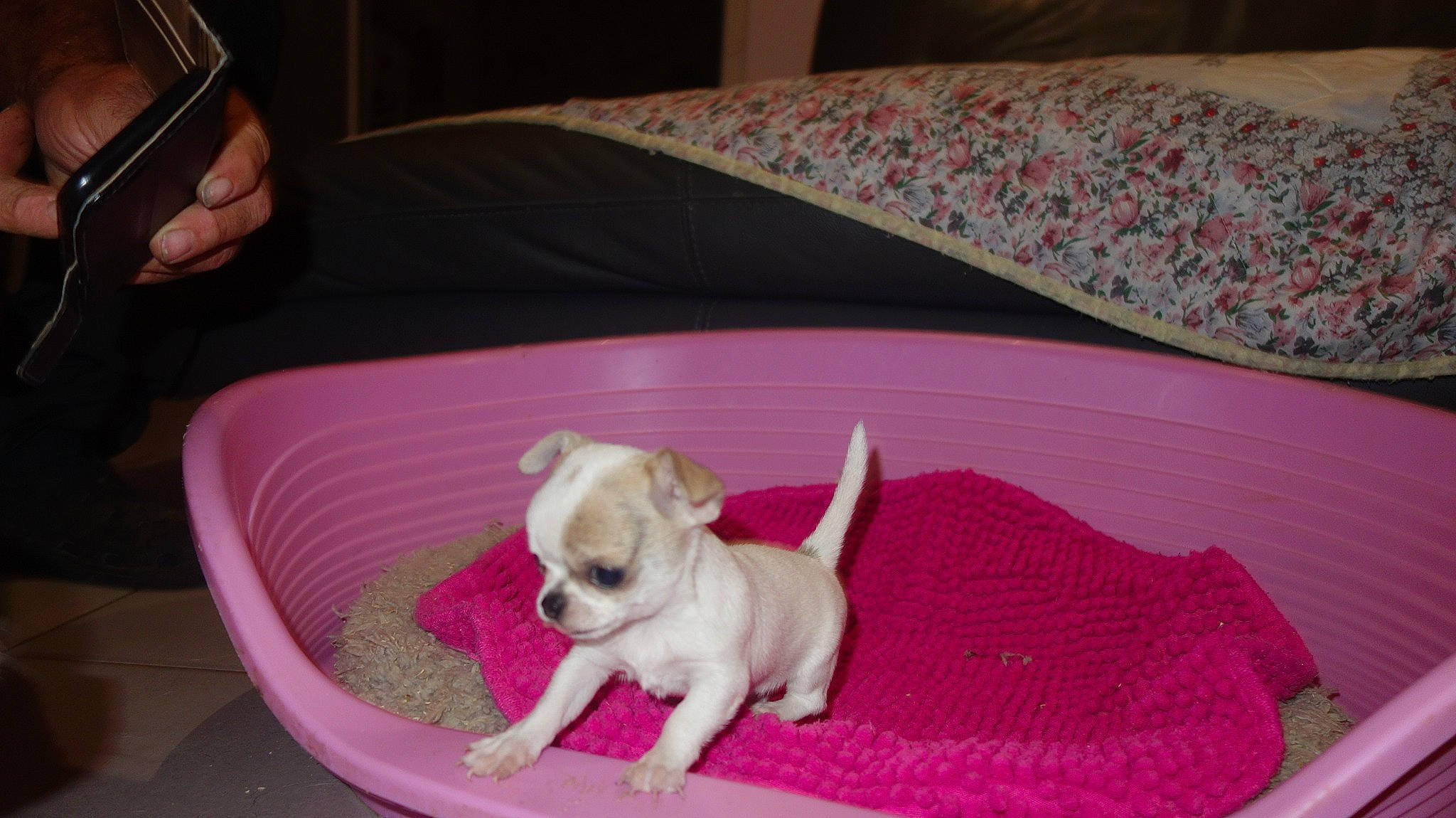 Roxy a rejoint le concours — aidez-le/la à gagner de superbes lots ! canidae, carnivore, chihuahua, companion_dog, dog, dog_bed, dog_breed, fawn, french_bulldog, mammal, non_sporting_group, pink, puppy, toy_dog