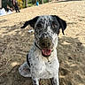 Jumper joined the competition — help win amazing prizes! dog, beach, sand, animal, outdoor, nature, pet, happy, tongue_out, sandy_nose, trees, people, casual, relaxing, summer, sunny, playful, portrait, black_and_white, spots