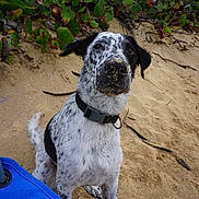 Jumper joined the competition — help win amazing prizes! dog, beach, sand, collar, black_and_white, spots, fence, greenery, outdoor, nature, animal, pet, canine, sitting, curious, ear_flop, snout, daylight, blue, chair