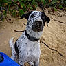 dog, beach, sand, collar, black_and_white, spots, fence, greenery, outdoor, nature, animal, pet, canine, sitting, curious, ear_flop, snout, daylight, blue, chair