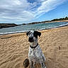 Jumper joined the competition — help win amazing prizes! dog, beach, sand, ocean, water, sky, clouds, rock, coconut, collar, pet, animal, outdoor, nature, shore, vacation, summer, seaside, coast, landscape